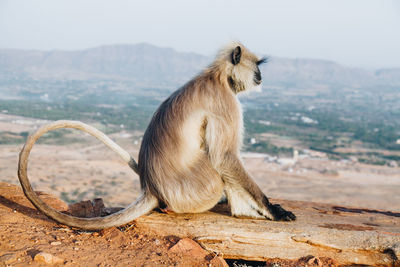 Side view of monkey