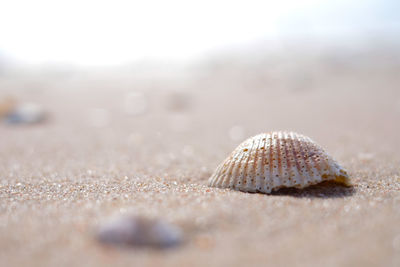 Shells in the sun on the beach sand. close-up view.