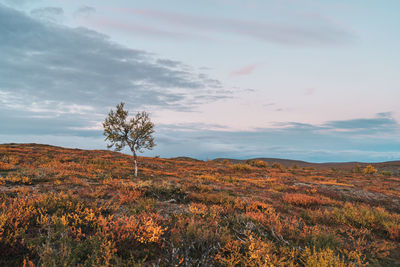 Scenic view of field against sky during autumn