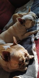 High angle view of dog sleeping on bed