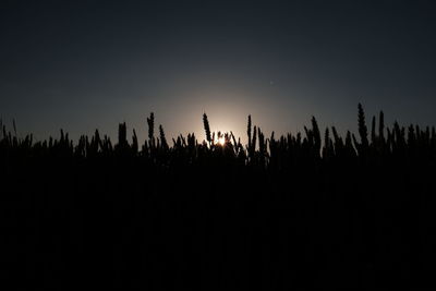 Silhouette trees against clear sky at night