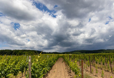 Scenic view of agricultural field against sky