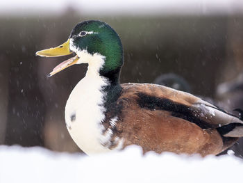 Close-up of a bird