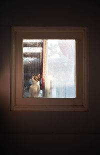 Cat looking through window