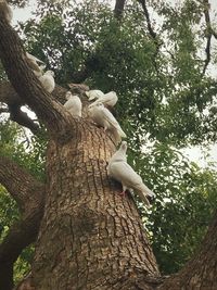 Low angle view of birds perching on tree