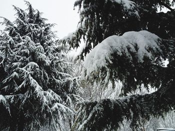 Low angle view of trees against sky during winter