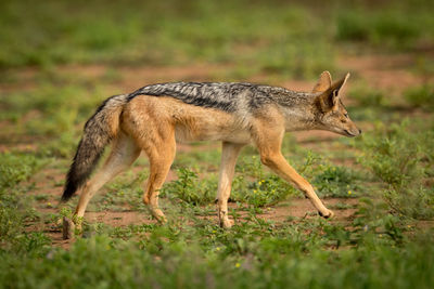 Black-backed jackal on grassy field