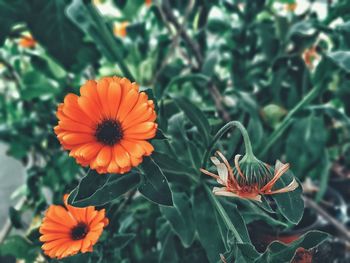 Close-up of orange flowering plants