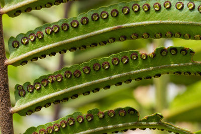 Low angle view of green berries on plant