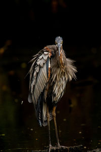 Close-up of bird