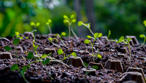 Close-up of young plant growing outdoors