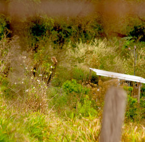 Plants growing on land