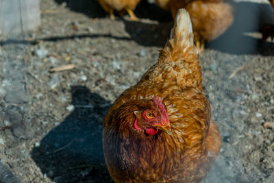 Close-up of rooster