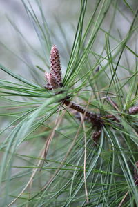 Close-up of insect on pine tree