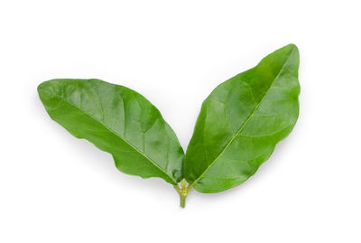 Close-up of green leaves on white background