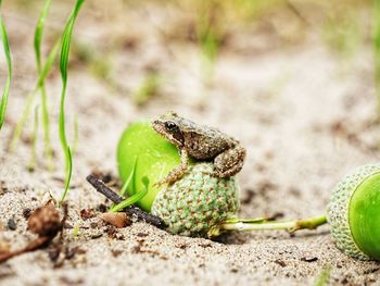 Close-up of frog on nut