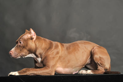 Side view of a dog resting