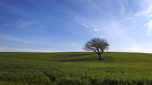 Tree on field against sky