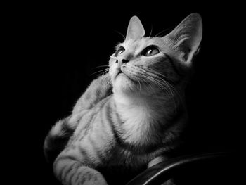 Close-up of cat against black background