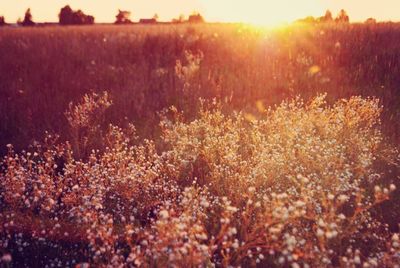 Plants growing on field by sea against sky during sunset