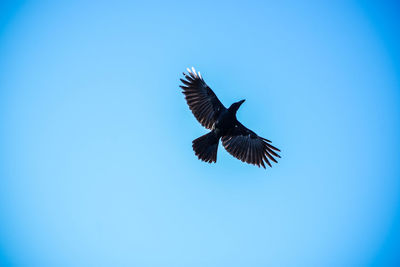 Low angle view of eagle flying against clear blue sky