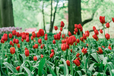 Close-up of red tulips in bloom