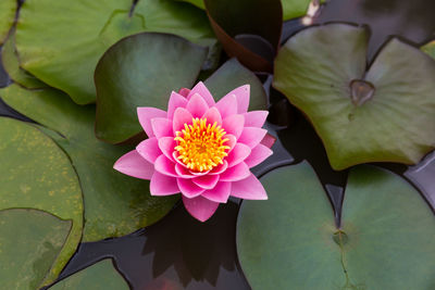 Close-up of lotus water lily in pond