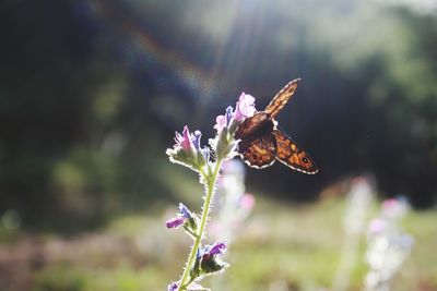 Close-up of butterfly pollinating on purple flower