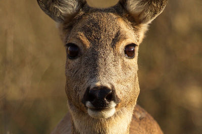 Close-up portrait of roe deer