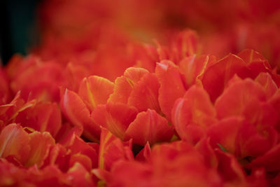 Full frame shot of pink flowering plant