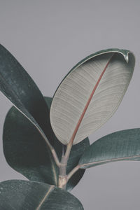 Low angle view of flowering plant against clear sky