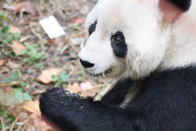 Close-up of black horse