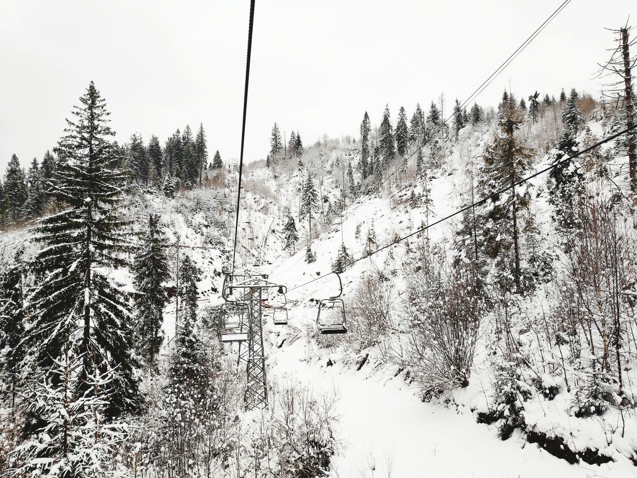 snow, tree, winter, cold temperature, plant, nature, beauty in nature, land, forest, covering, tranquil scene, mountain, tranquility, scenics - nature, day, non-urban scene, no people, transportation, growth, outdoors, pine tree, coniferous tree