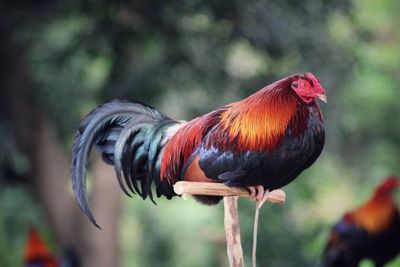 Close-up of rooster