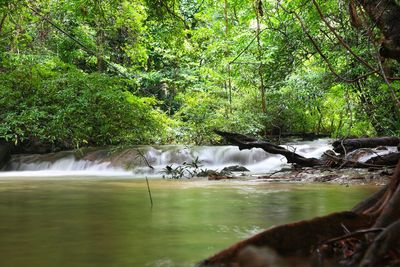 Scenic view of waterfall in forest