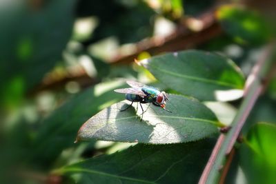 Close-up of insect on leaf