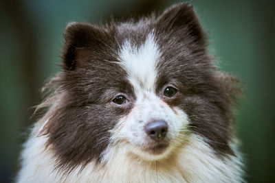 Close-up portrait of dog