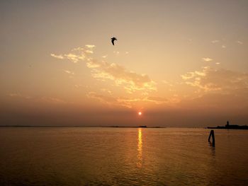 Silhouette of bird flying over sunset sea