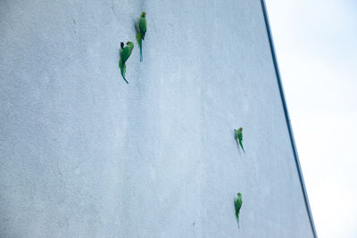 Close-up of plant against wall