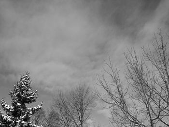 Low angle view of tree against sky