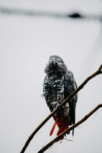 Low angle view of bird perching on branch