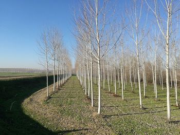 Bare trees on field against clear sky