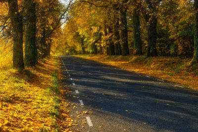 Road amidst trees in forest during autumn