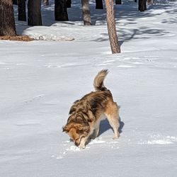 Dog on snow covered land