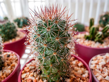 High angle view of succulent plant