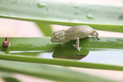 Close-up of reptile 