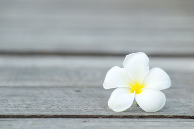 Close-up of white flowers