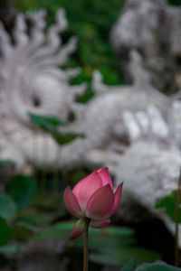 Close-up of pink lotus growing outdoors
