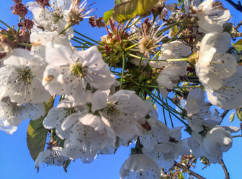 Low angle view of apple blossoms in spring