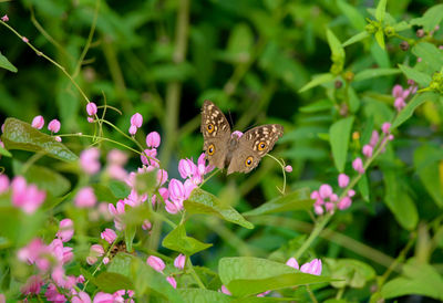 Butterfly on pink flower